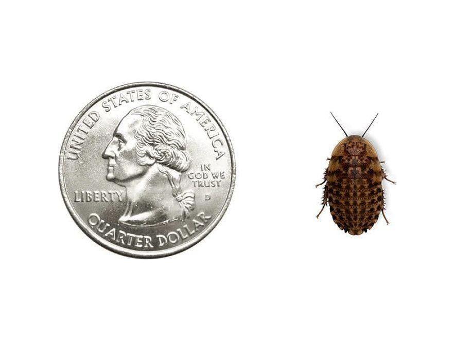 Discoid Roaches FREE SHIPPING - Image 7
