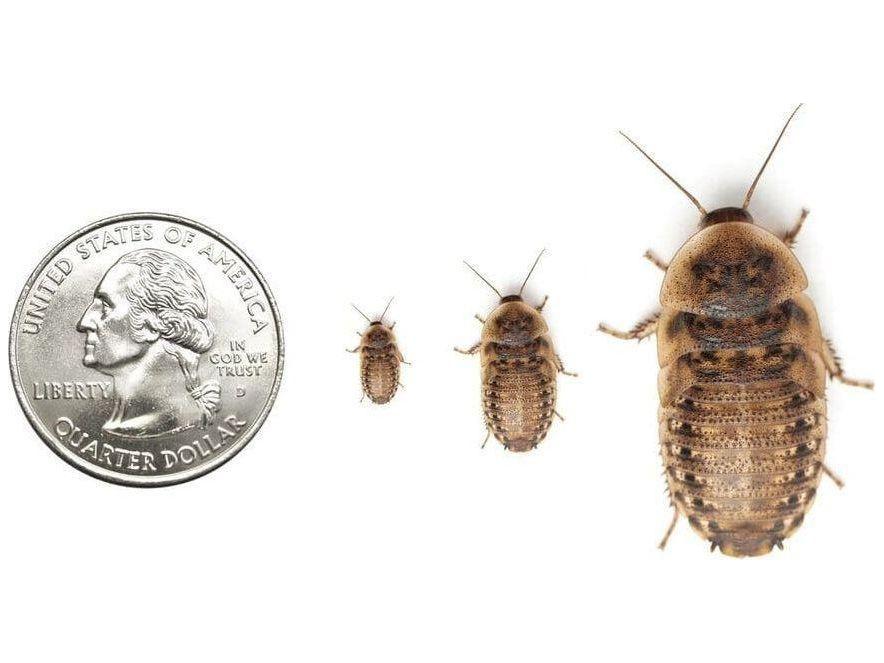 Dubia Roaches - Image 2