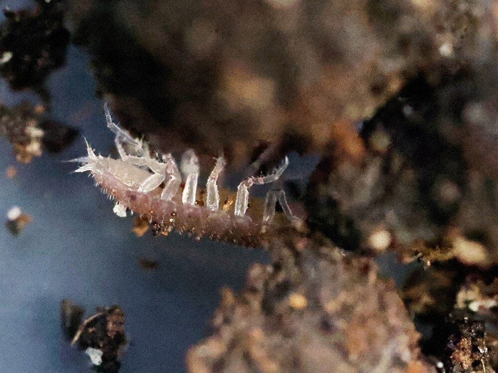 "Dwarf Purple" Isopods (Trichoniscus sp.) - Image 10