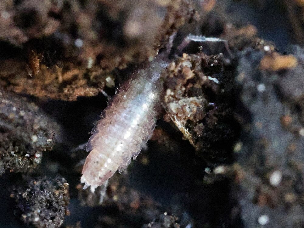 "Dwarf Purple" Isopods (Trichoniscus sp.) - Image 3