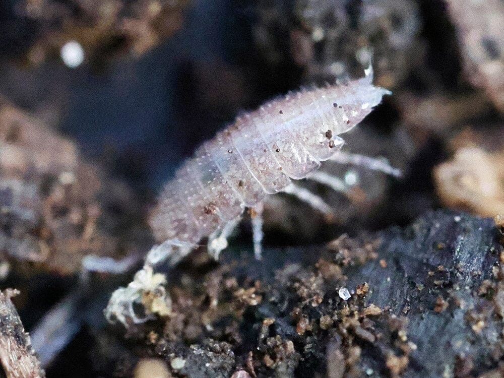 "Dwarf Purple" Isopods (Trichoniscus sp.) - Image 6