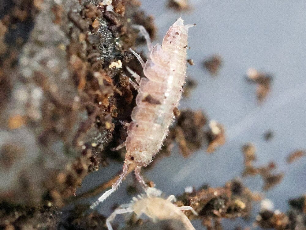 "Dwarf Purple" Isopods (Trichoniscus sp.) - Image 7