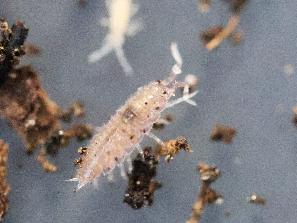 "Dwarf Purple" Isopods (Trichoniscus sp.) - Image 9
