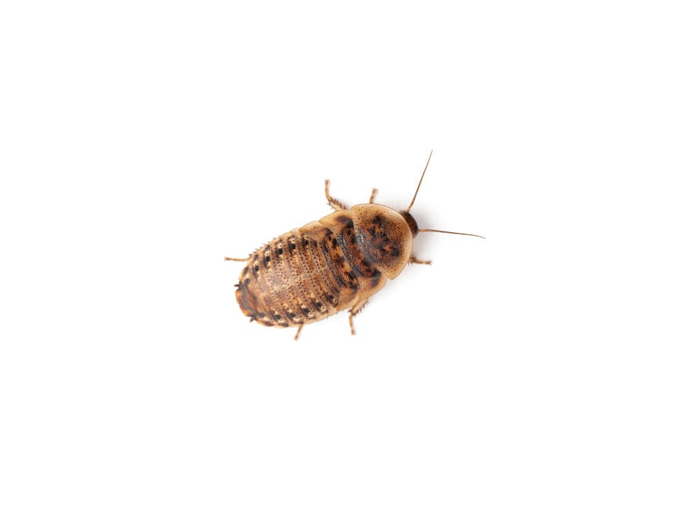 Extra Small 1/4" Dubia FREE SHIPPING