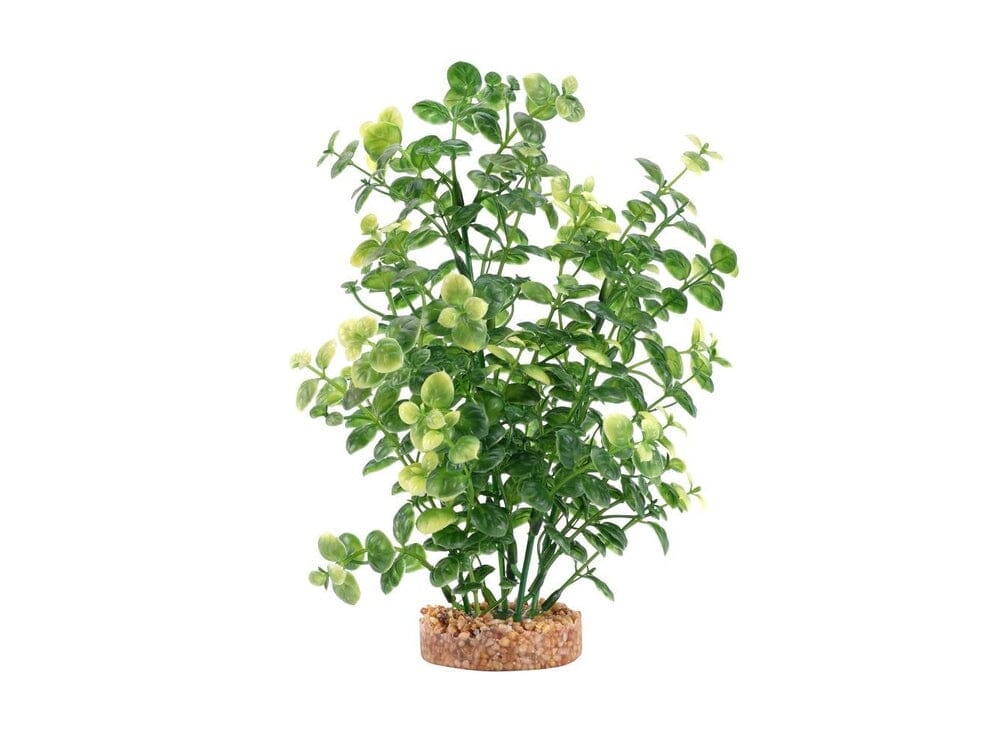 Fluval Green Bacopa 8"