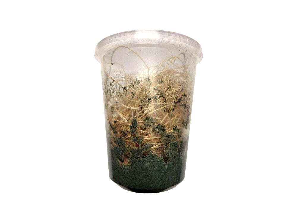 Fruit Flies - Wingless Melanogaster Culture