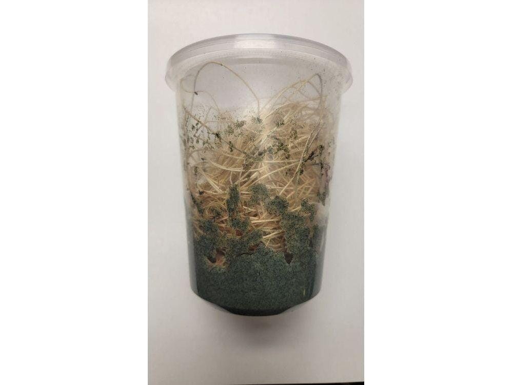 Fruit Flies - Wingless Melanogaster Culture - Free Shipping - Image 4