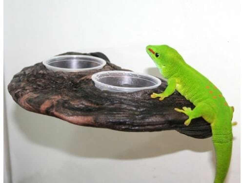 Magnaturals Gecko Ledge - Earth w/ two cups