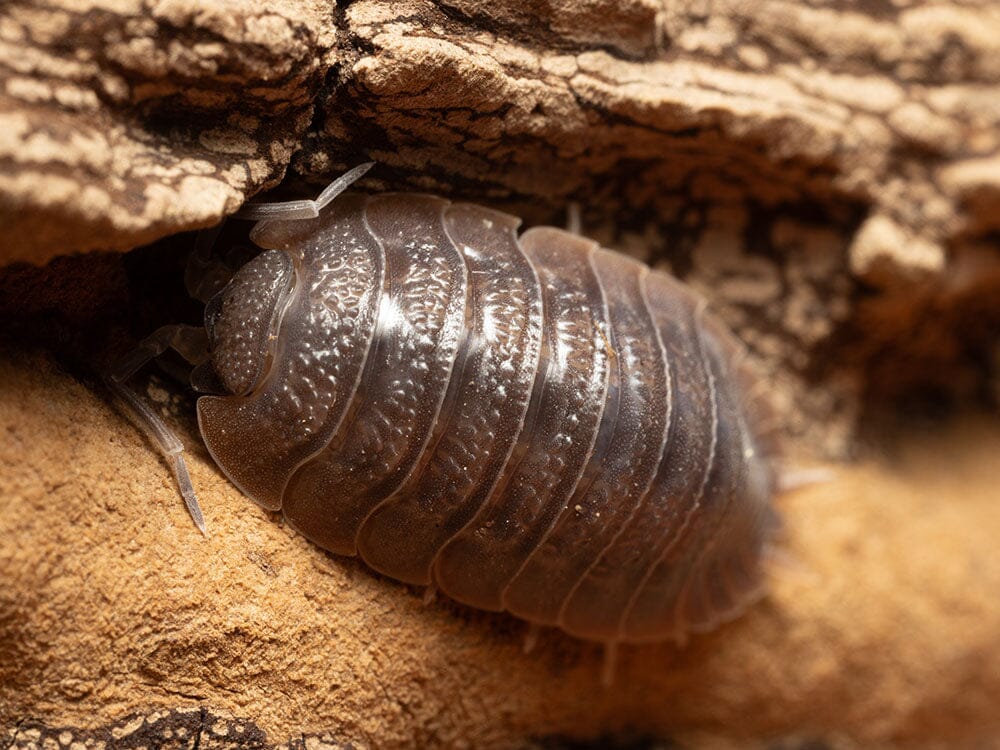 Giant Canyon Isopods (Porcellio dilatatus) - Image 10