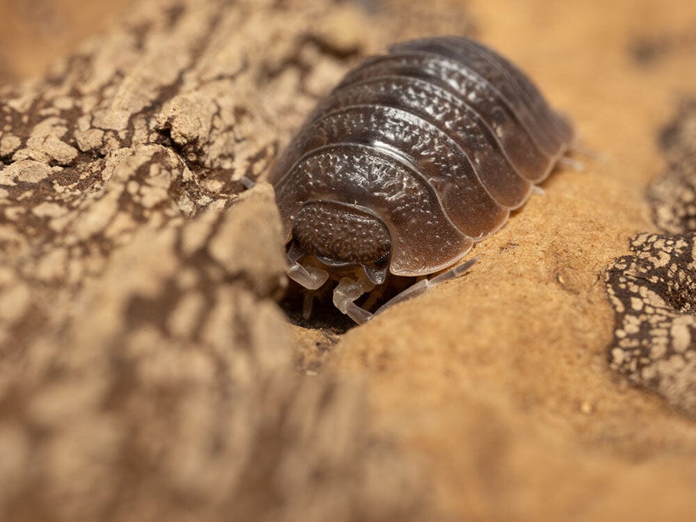 Giant Canyon Isopods (Porcellio dilatatus) - Image 11
