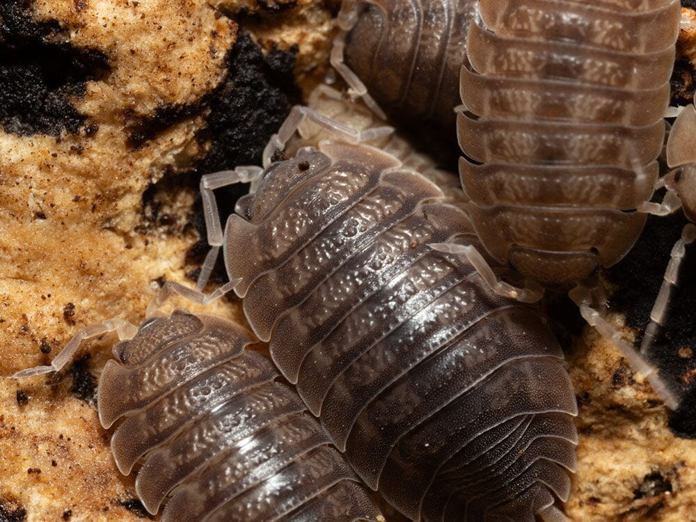 Giant Canyon Isopods (Porcellio dilatatus) - Image 4