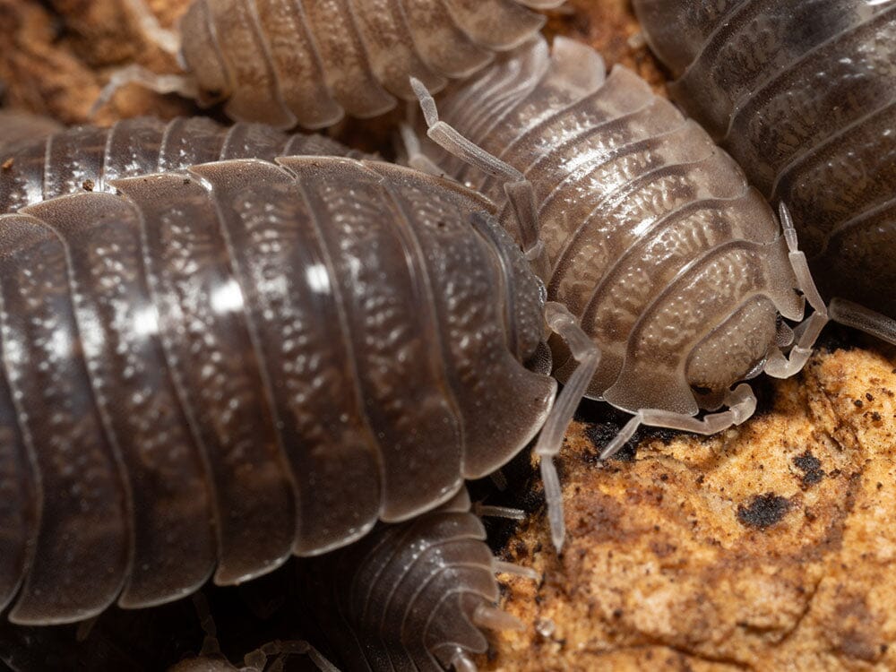 Giant Canyon Isopods (Porcellio dilatatus) - Image 5