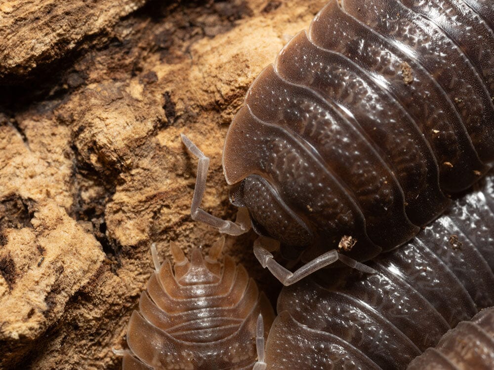 Giant Canyon Isopods (Porcellio dilatatus) - Image 6