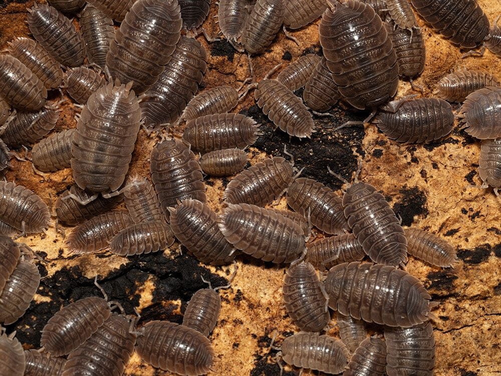 Giant Canyon Isopods (Porcellio dilatatus) - Image 7