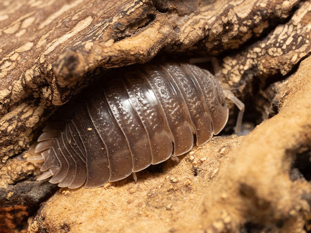 Giant Canyon Isopods (Porcellio dilatatus) - Image 8