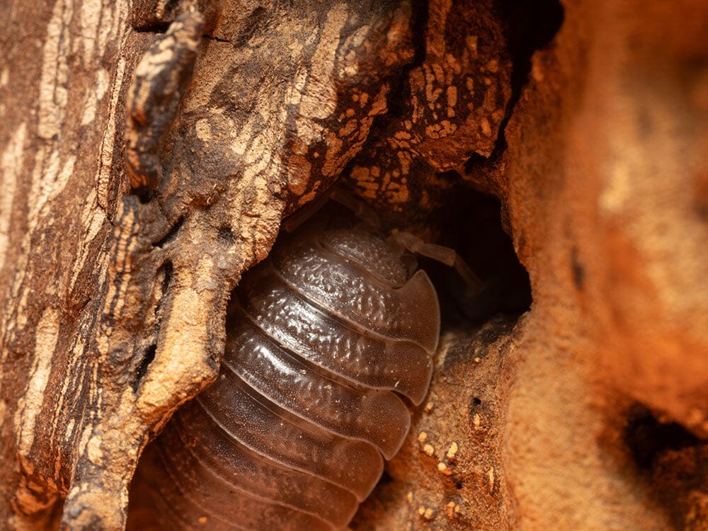 Giant Canyon Isopods (Porcellio dilatatus) - Image 9