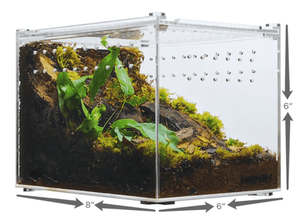 Herpcult Acrylic Enclosure Medium-Flat Clear Top 8"x6"x6" @