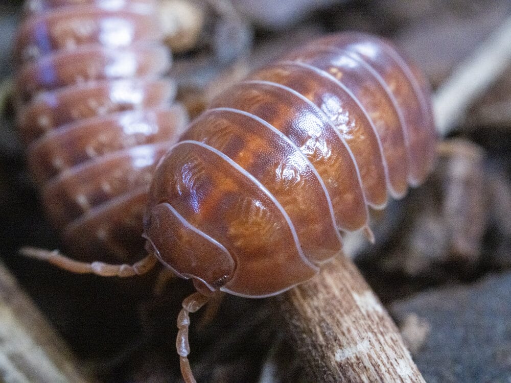 10ct "Orange Vigor" Isopods (Armadillidium Vulgare) - Image 2