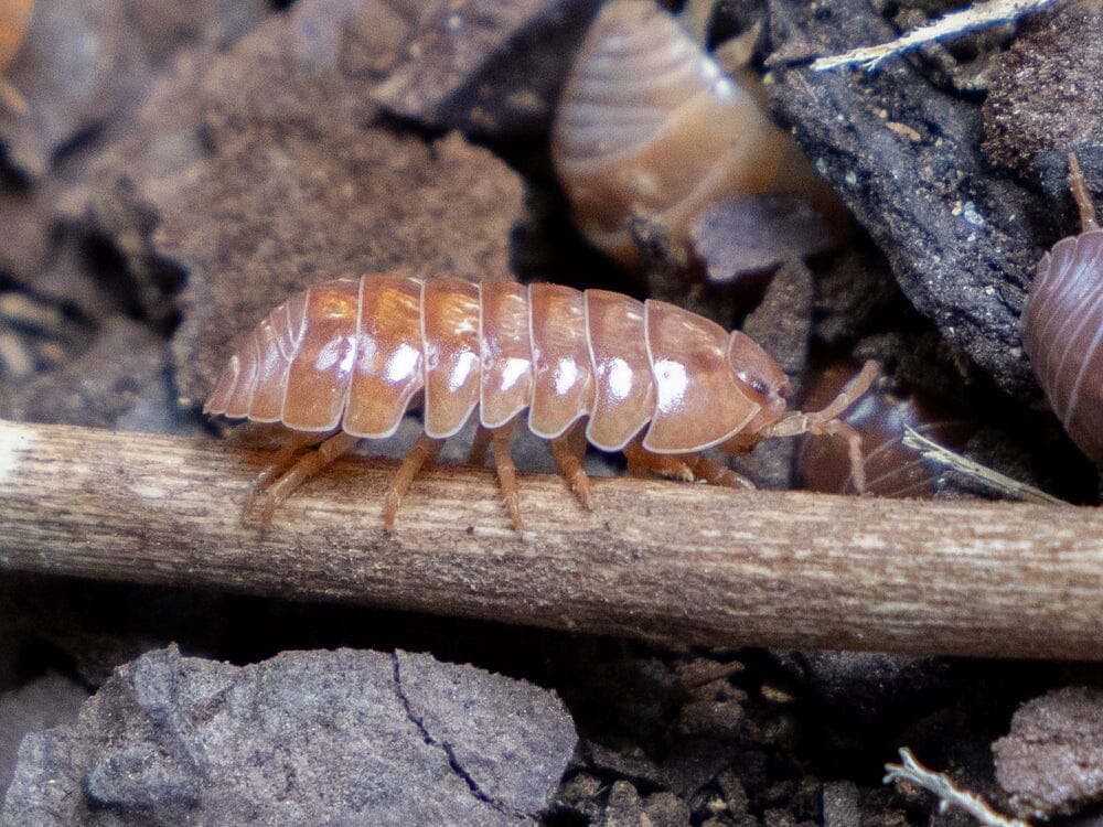 10ct "Orange Vigor" Isopods (Armadillidium Vulgare) - Image 3