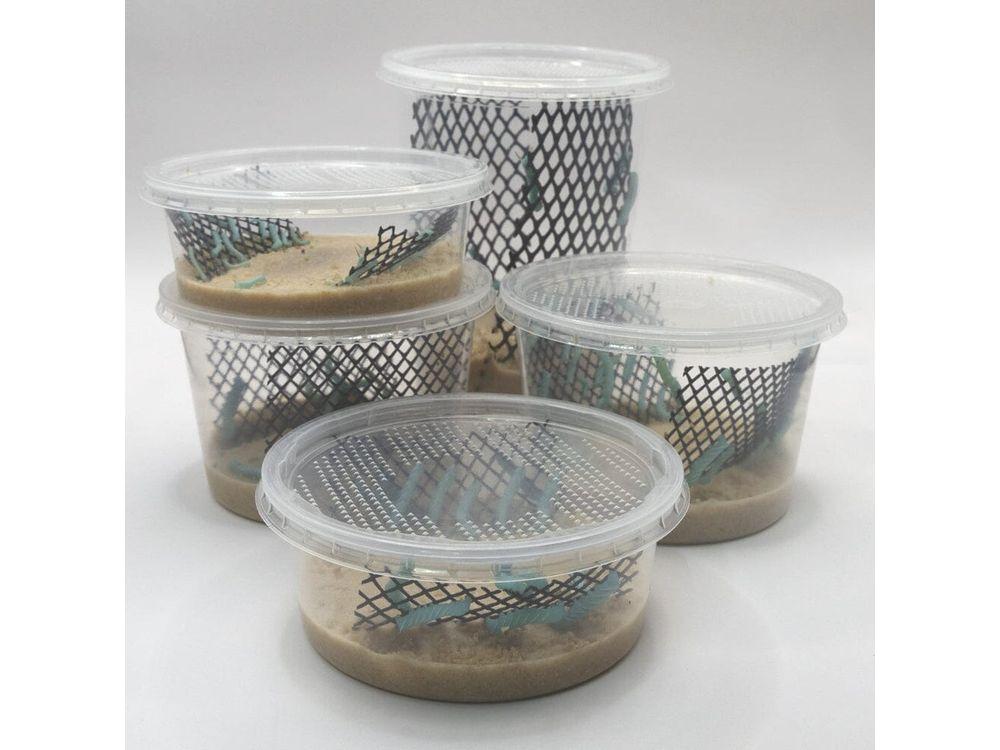 Hornworms - Image 6