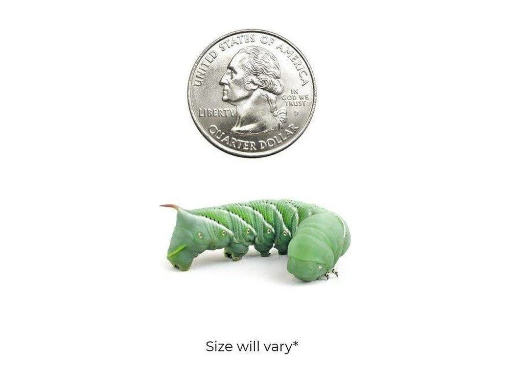 Hornworms FREE SHIPPING - Image 3