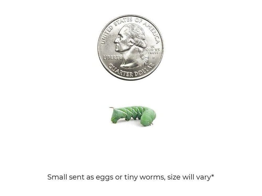 Hornworms FREE SHIPPING - Image 6