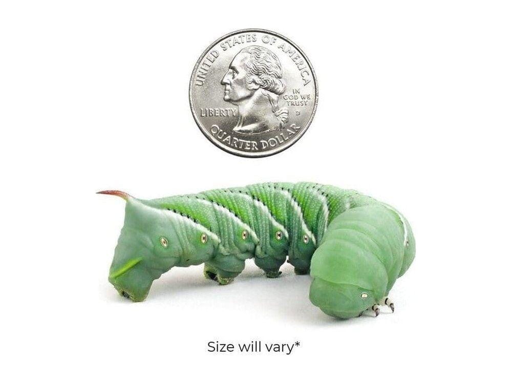 Hornworms FREE SHIPPING - Image 8