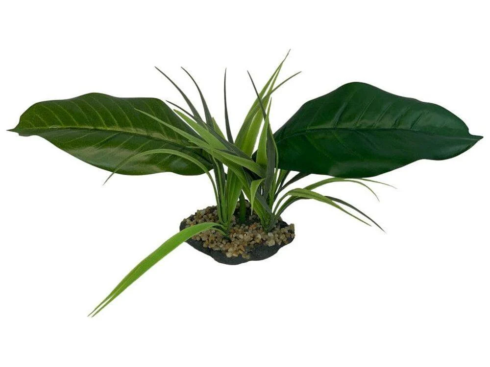 Komodo Woodland Canopy Plant 1ea/42 cm
