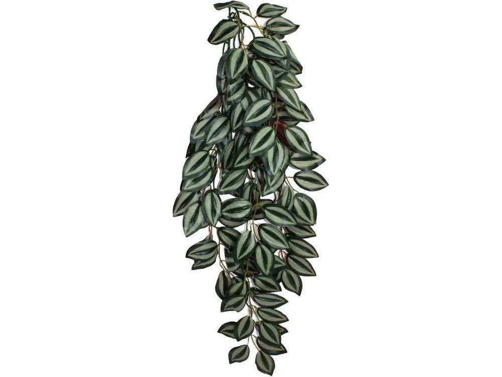 Komodo Zebrina Hanging Plant 1ea/LG, 24 in