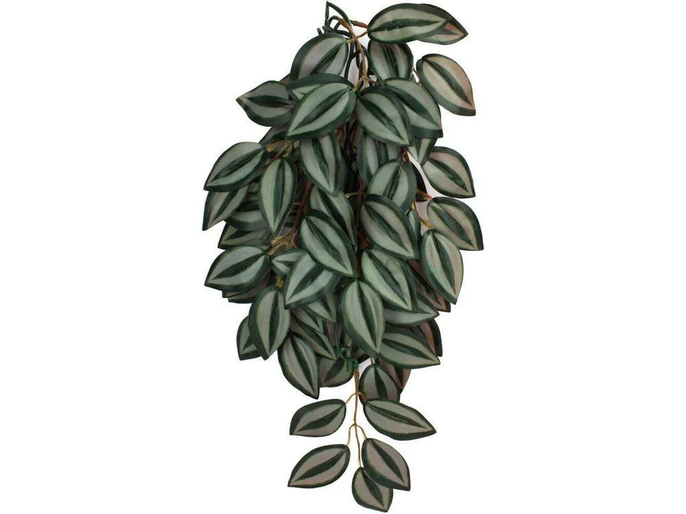 Komodo Zebrina Hanging Plant 1ea/SM, 16 in