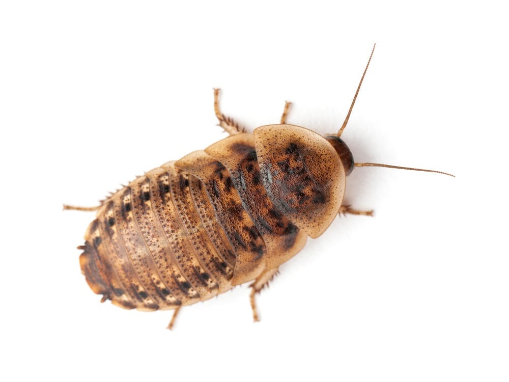 Large 1" Dubia