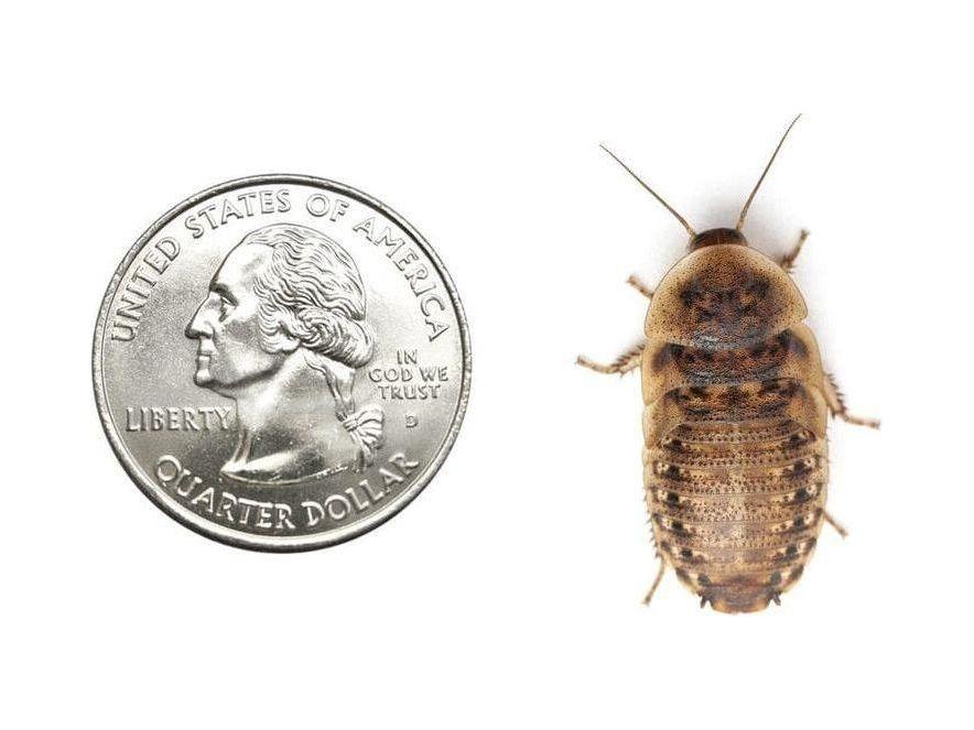 Large 1" Dubia - Image 2
