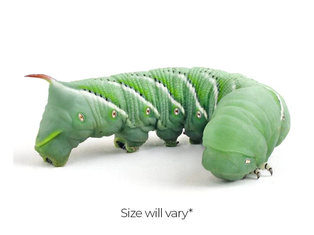 Large Hornworms