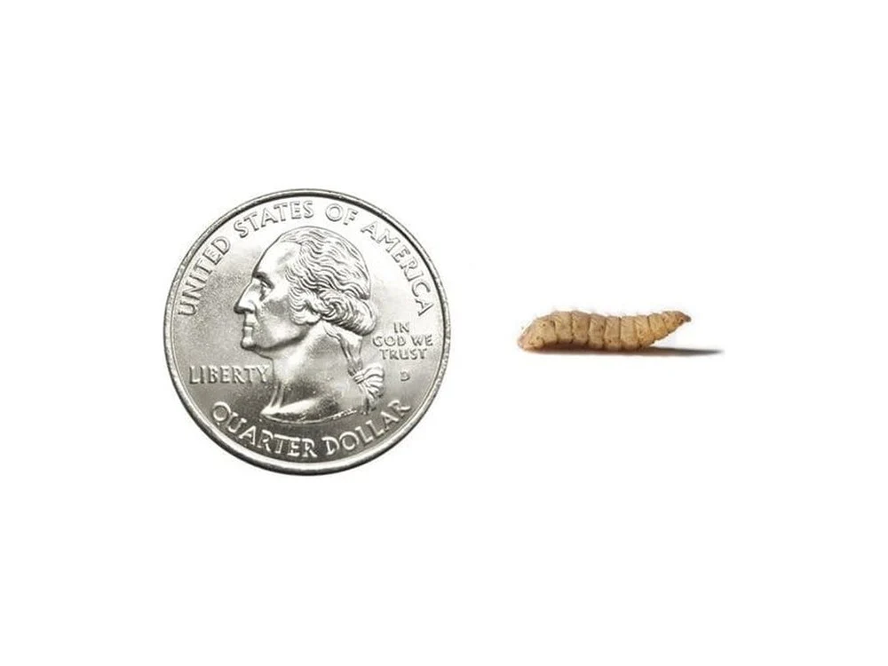 Large NutriGrubs™ - Image 2