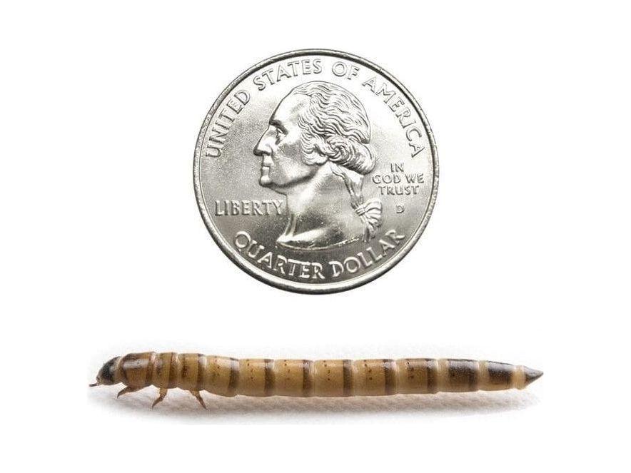 Large Superworms - Image 2