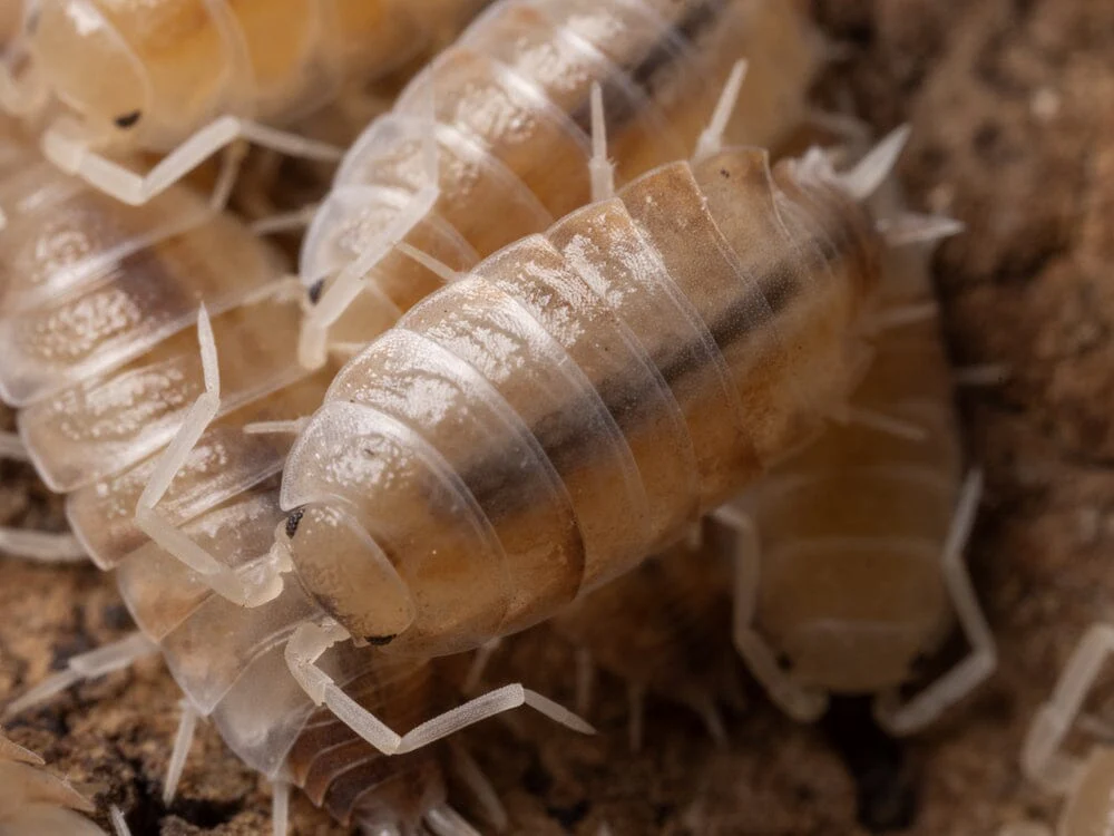 "Butter Pecan" Isopods (Cubaris murina)
