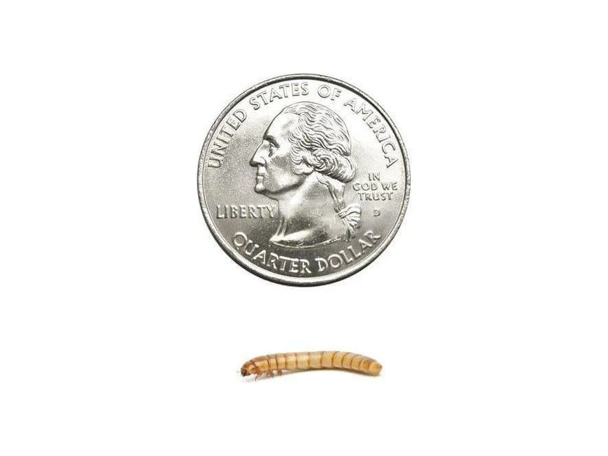 Mealworms - Image 10