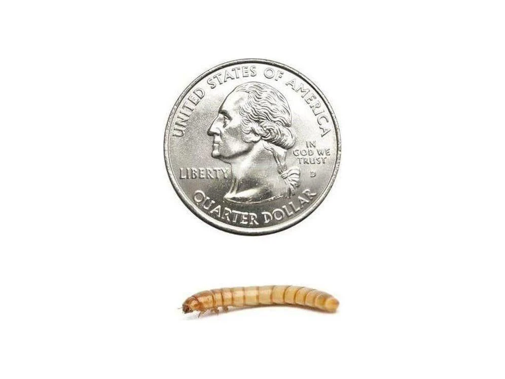 Mealworms FREE SHIPPING - Image 14