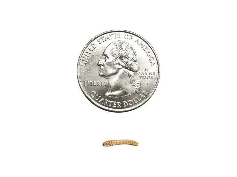 Mealworms FREE SHIPPING - Image 2
