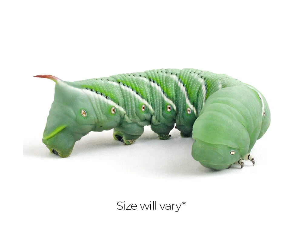 Medium Hornworms FREE SHIPPING