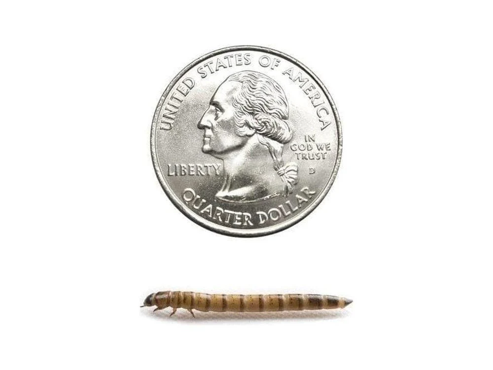 Medium Superworm 500ct Auction