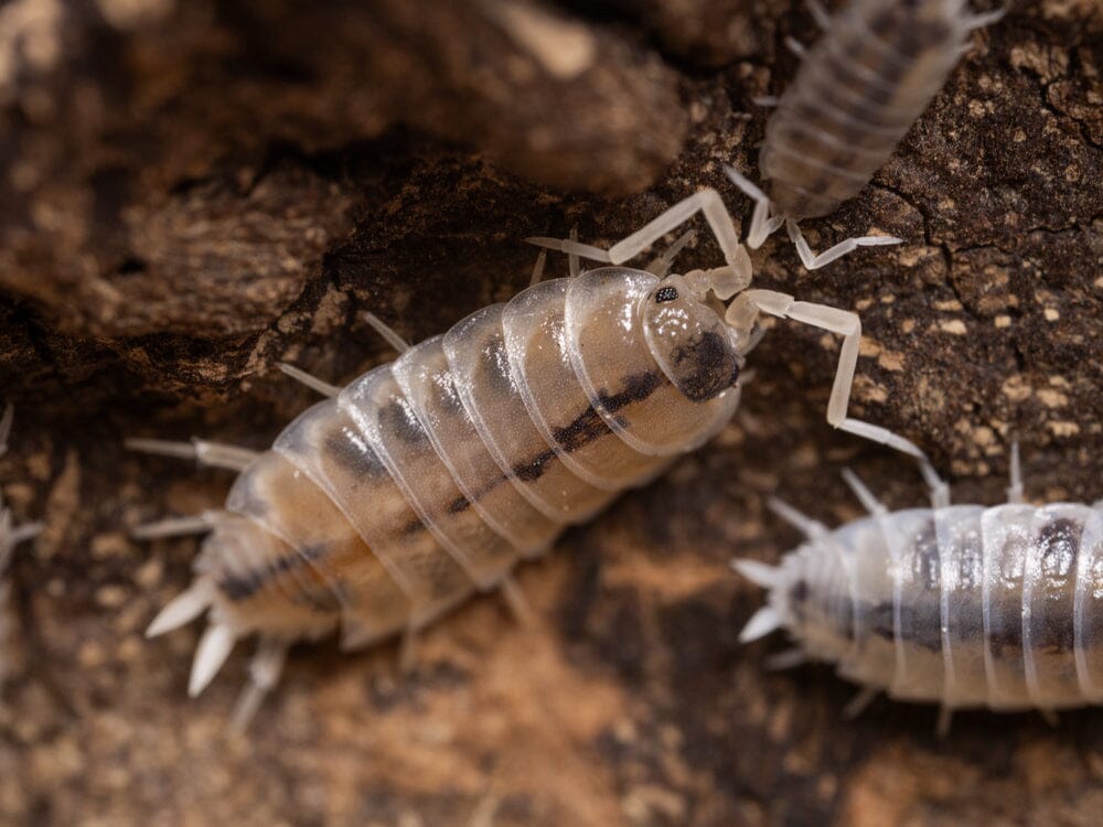 “Melba Dalmatian” Isopods (Porcellio scaber)