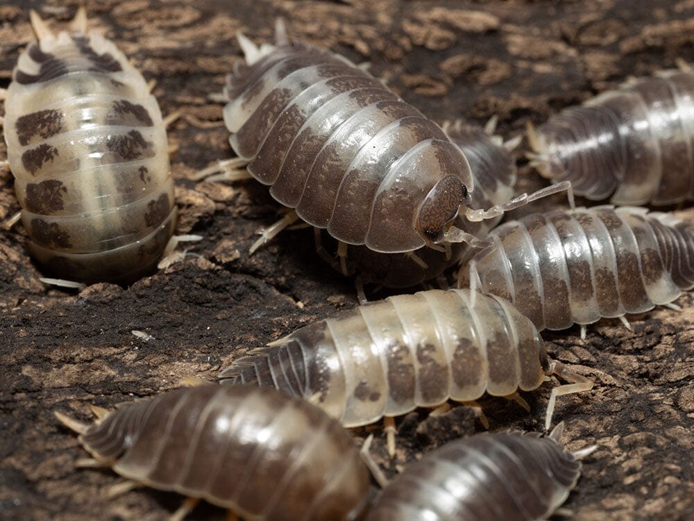 "Milkback" Isopods (Porcellio laevis) - Image 3