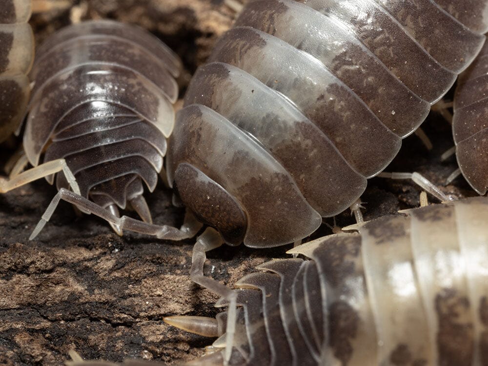 "Milkback" Isopods (Porcellio laevis) - Image 5
