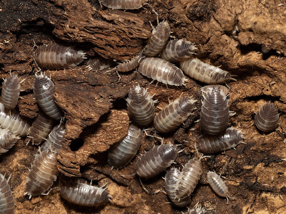 "Milkback" Isopods (Porcellio laevis) - Image 6