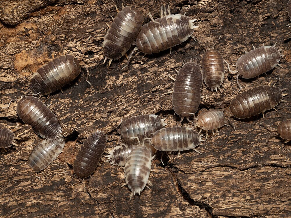 "Milkback" Isopods (Porcellio laevis) - Image 7