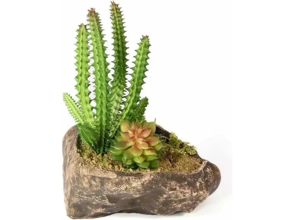 Pangea Succulent Garden #1