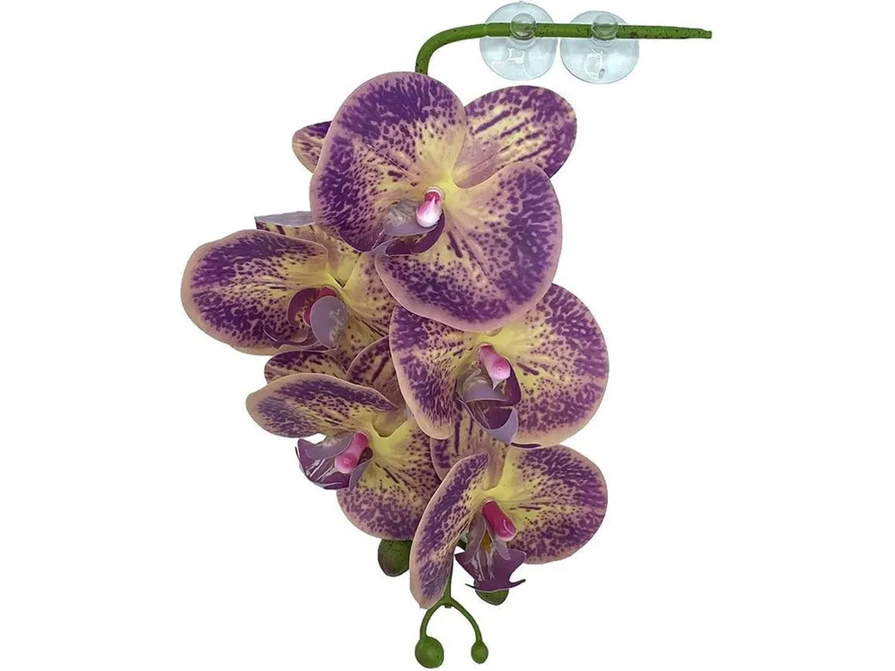 Pangea Hanging Orchid Purple & Yellow