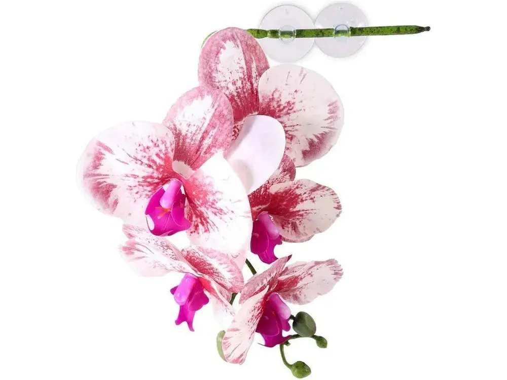 Pangea Hanging Orchid White