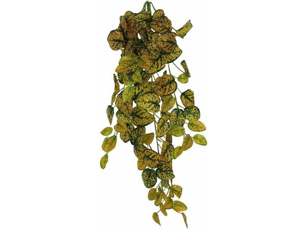 Pangea Leafy Vine Japanese Laurel (6ft)